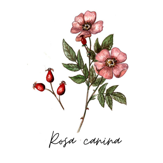 Rosa canina - Laura Lončar