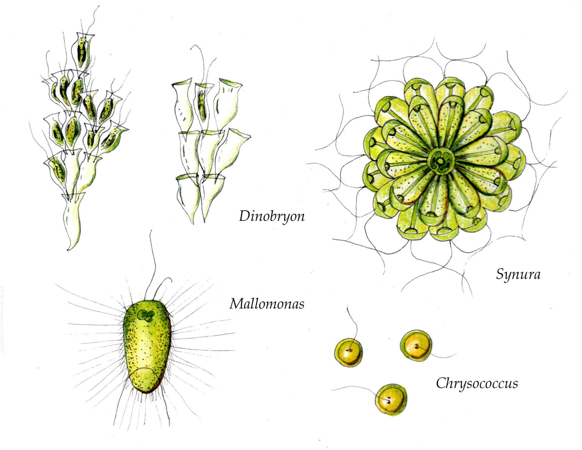Chrysococcus Distribution Under the microscope – Laura