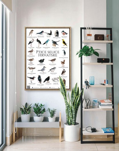 The "migratory birds of Croatia" poster - poster - Laura