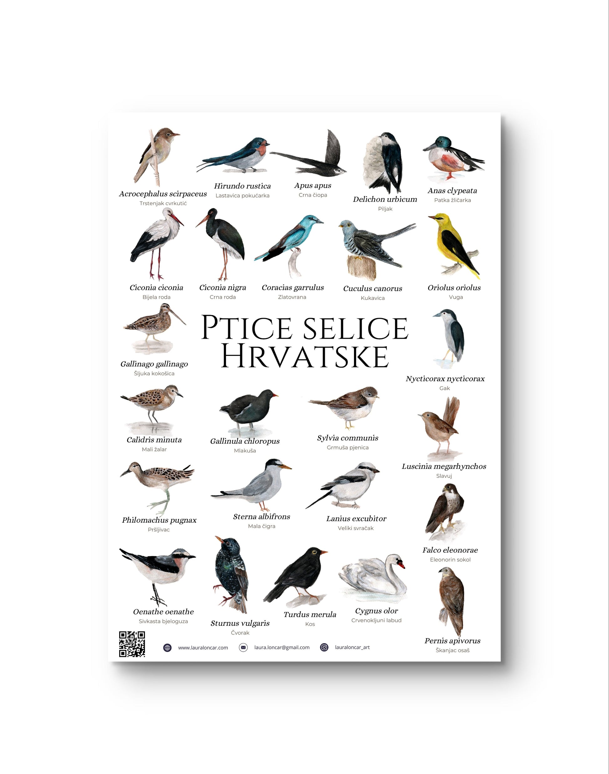 The "migratory birds of Croatia" poster - poster - Laura