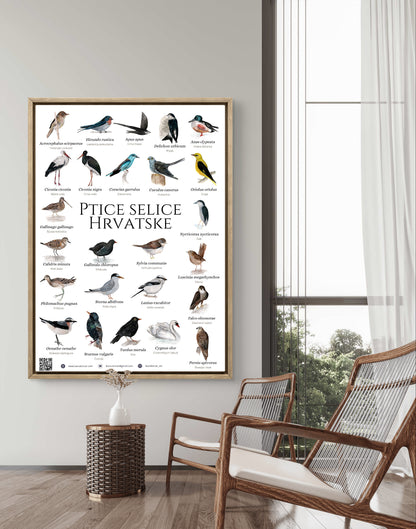 The "migratory birds of Croatia" poster - poster - Laura